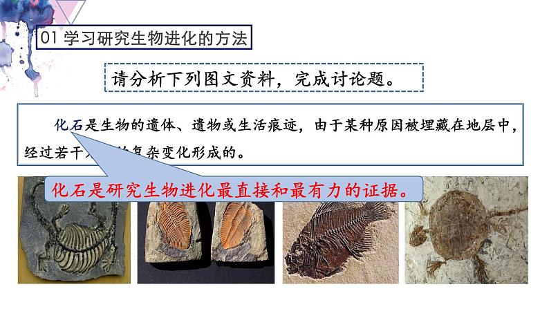 7.3.2 生物进化的历程- 2021-2022学年八年级生物下学期同步精品课件（人教版）04