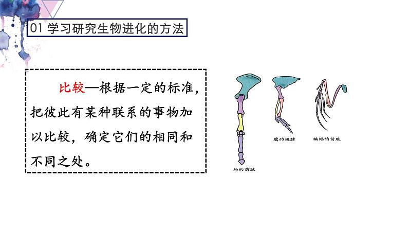 7.3.2 生物进化的历程- 2021-2022学年八年级生物下学期同步精品课件（人教版）08