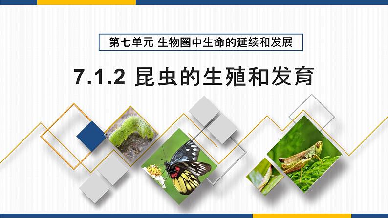 7.1.2 昆虫的生殖和发育  2021-2022学年八年级生物下学期同步精品课件第2页