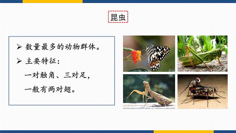 7.1.2 昆虫的生殖和发育  2021-2022学年八年级生物下学期同步精品课件第3页