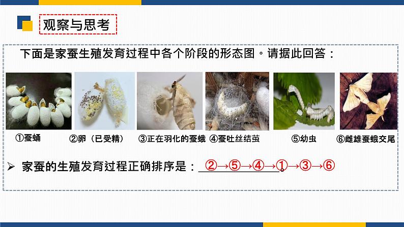 7.1.2 昆虫的生殖和发育  2021-2022学年八年级生物下学期同步精品课件第5页