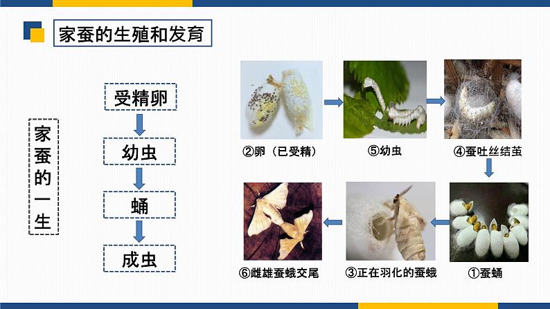 7.1.2 昆虫的生殖和发育  2021-2022学年八年级生物下学期同步精品课件第6页