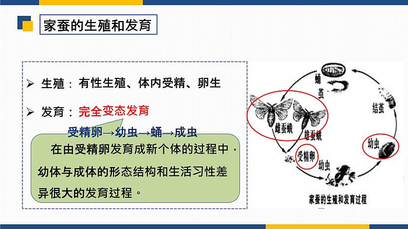 7.1.2 昆虫的生殖和发育  2021-2022学年八年级生物下学期同步精品课件第8页