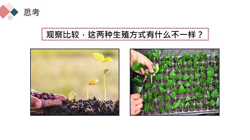 7.1.1 植物的生殖  2021-2022学年八年级生物下学期同步精品课件第2页