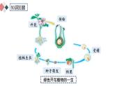 7.1.1 植物的生殖  2021-2022学年八年级生物下学期同步精品课件（人教版）