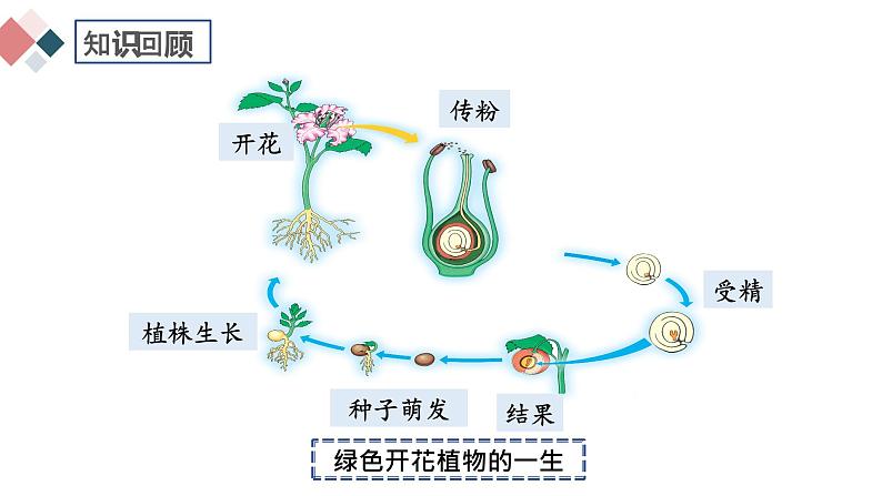 7.1.1 植物的生殖  2021-2022学年八年级生物下学期同步精品课件第3页