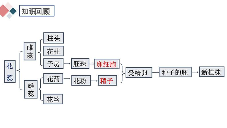 7.1.1 植物的生殖  2021-2022学年八年级生物下学期同步精品课件第4页