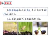 7.1.1 植物的生殖  2021-2022学年八年级生物下学期同步精品课件（人教版）