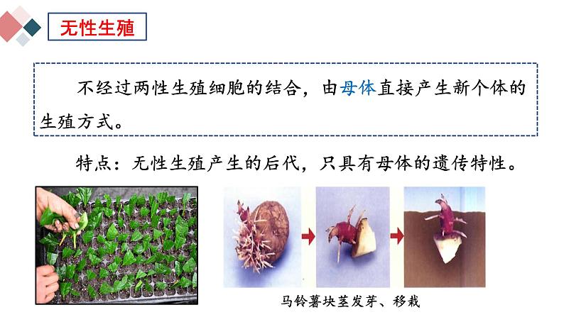 7.1.1 植物的生殖  2021-2022学年八年级生物下学期同步精品课件第6页