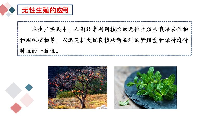 7.1.1 植物的生殖  2021-2022学年八年级生物下学期同步精品课件第8页