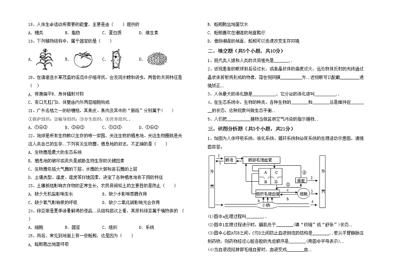鲁教版七年级生物上册期中测试卷及答案【通用】第2页