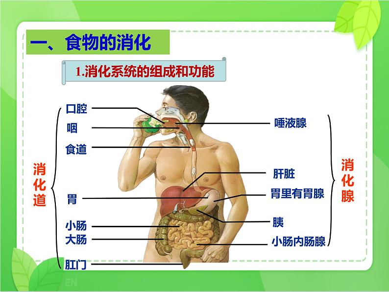 4.2.2消化和吸收（课件）-2021-2022学年七年级生物下册课件（人教版）第4页