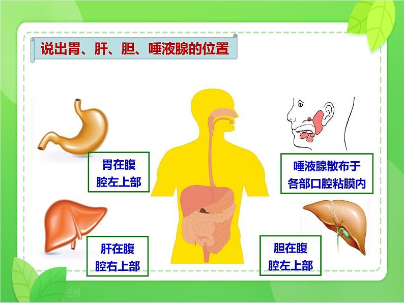 4.2.2消化和吸收（课件）-2021-2022学年七年级生物下册课件（人教版）第6页