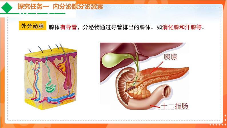 4.6.4激素调节-2021-2022学年七年级生物下学期同步课件（人教版）04