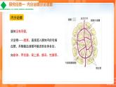 4.6.4激素调节-2021-2022学年七年级生物下学期同步课件（人教版）