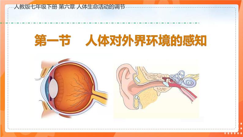 4.6.1人体对外界环境的感知-2021-2022学年七年级生物下学期同步课件（人教版）01