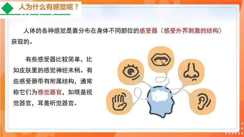 4.6.1人体对外界环境的感知-2021-2022学年七年级生物下学期同步课件（人教版）04