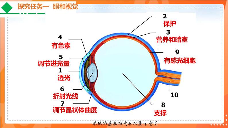 4.6.1人体对外界环境的感知-2021-2022学年七年级生物下学期同步课件（人教版）06