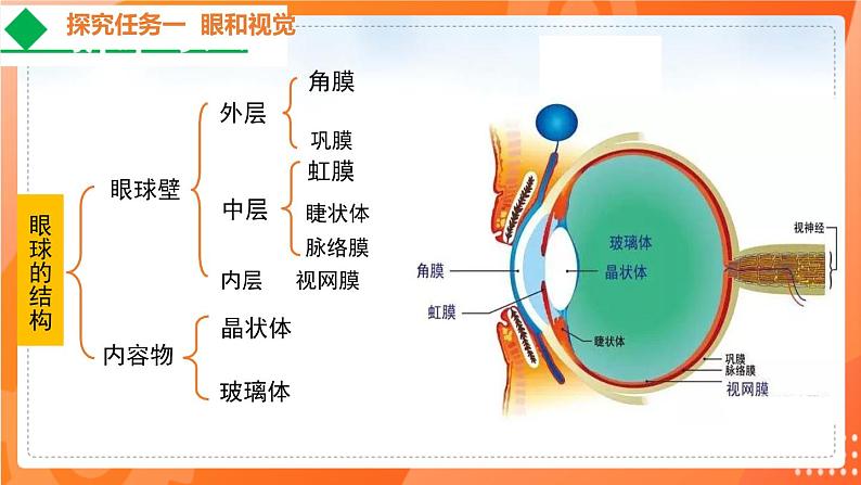 4.6.1人体对外界环境的感知-2021-2022学年七年级生物下学期同步课件（人教版）07