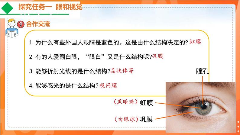 4.6.1人体对外界环境的感知-2021-2022学年七年级生物下学期同步课件（人教版）08