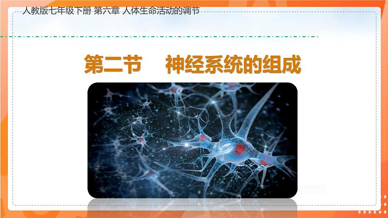 4.6.2神经系统的组成-2021-2022学年七年级生物下学期同步课件（人教版）01