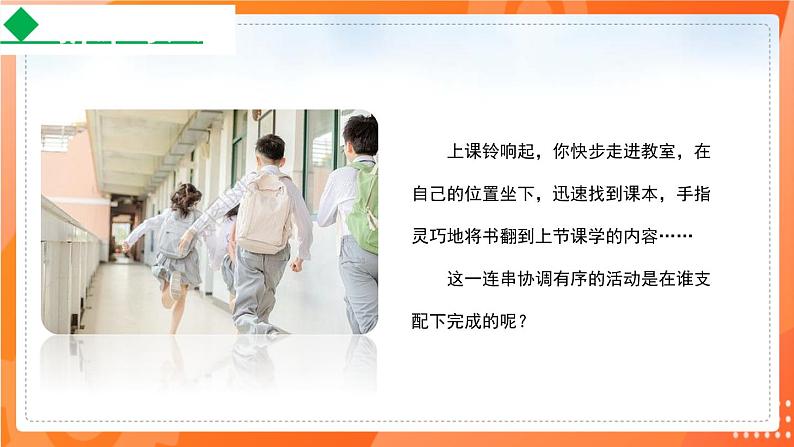 4.6.2神经系统的组成-2021-2022学年七年级生物下学期同步课件（人教版）02