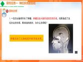 4.6.2神经系统的组成-2021-2022学年七年级生物下学期同步课件（人教版）