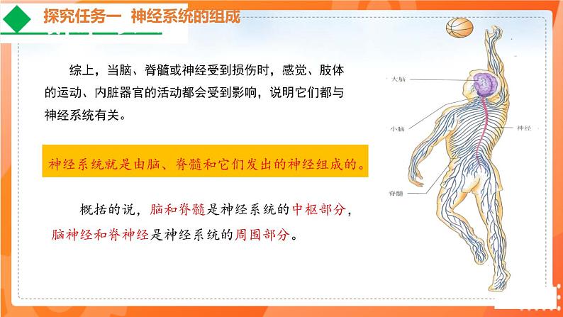 4.6.2神经系统的组成-2021-2022学年七年级生物下学期同步课件（人教版）07