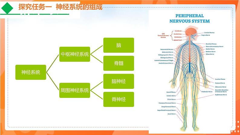 4.6.2神经系统的组成-2021-2022学年七年级生物下学期同步课件（人教版）08