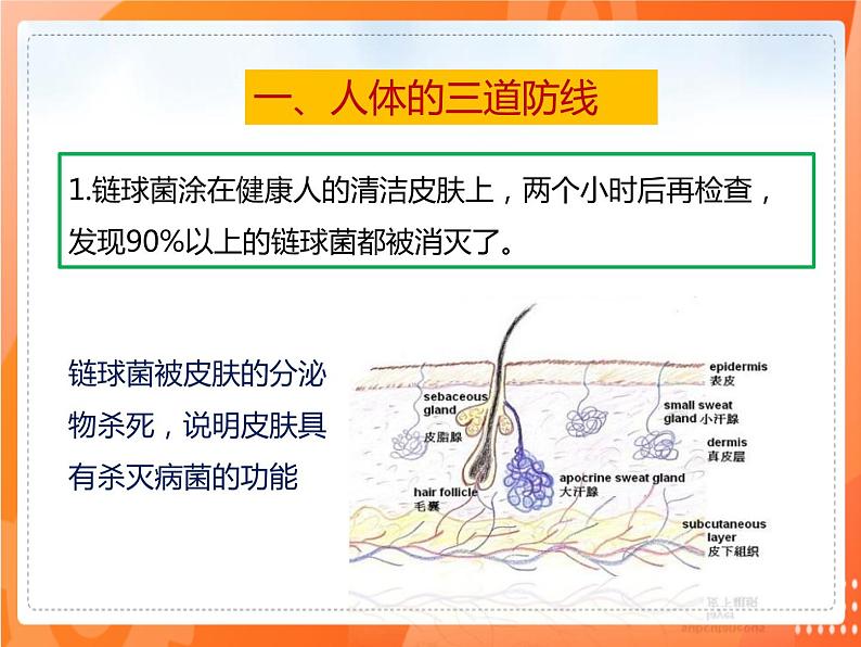 8.1.2免疫与计划免疫（第1课时）-2021-2022学年八年级生物下册同步课件（人教版）03