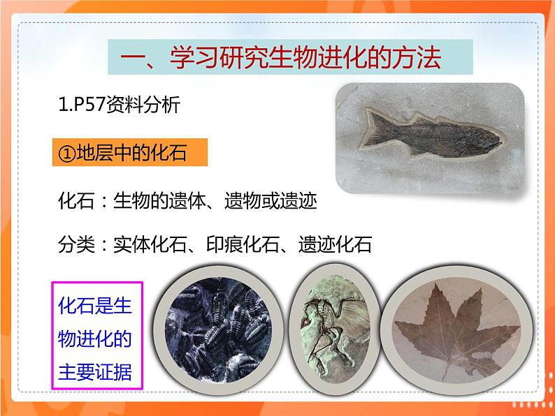 3.2生物进化的历程-2021-2022学年八年级生物下册同步课件（人教版）第3页