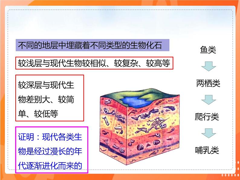 3.2生物进化的历程-2021-2022学年八年级生物下册同步课件（人教版）第4页