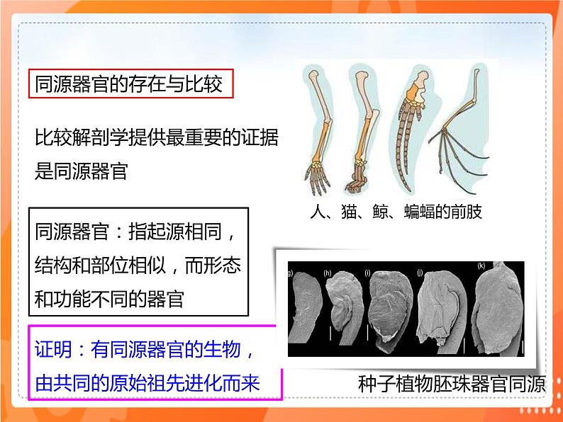 3.2生物进化的历程-2021-2022学年八年级生物下册同步课件（人教版）第8页