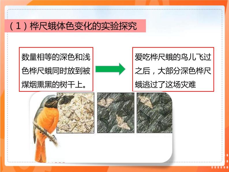 7.3.3生物进化的原因-2021-2022学年八年级生物下册同步课件（人教版）04