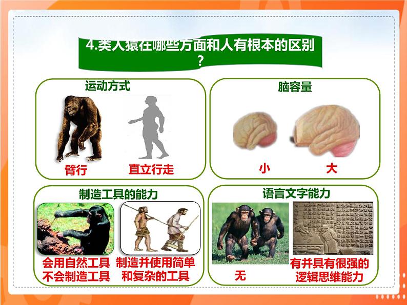 4.1.1人类的起源和发展（课件）-2021-2022学年七年级生物下册课件（人教版）08