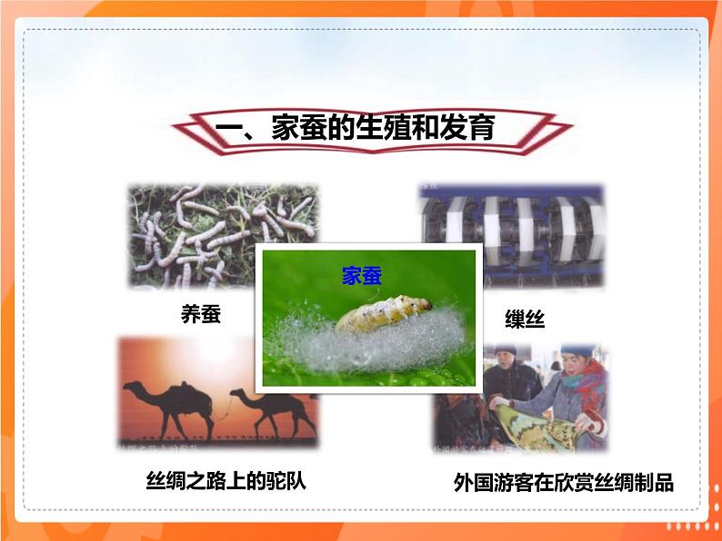 7.1.2昆虫的生殖和发育-2021-2022学年八年级生物下册同步课件（人教版）03