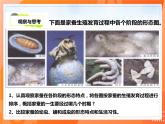 7.1.2昆虫的生殖和发育-2021-2022学年八年级生物下册同步课件（人教版）