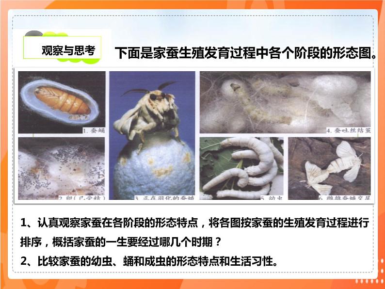 7.1.2昆虫的生殖和发育-2021-2022学年八年级生物下册同步课件（人教版）04