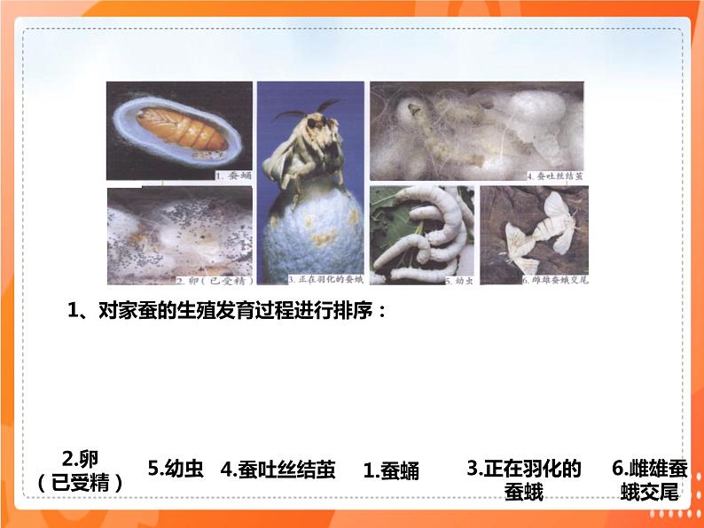 7.1.2昆虫的生殖和发育-2021-2022学年八年级生物下册同步课件（人教版）05