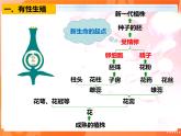 7.1.1植物的生殖-2021-2022学年八年级生物下册同步课件（人教版）