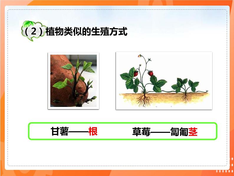 7.1.1植物的生殖-2021-2022学年八年级生物下册同步课件（人教版）07