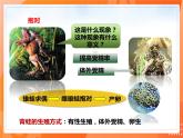 7.1.3两栖动物的生殖和发育-2021-2022学年八年级生物下册同步课件（人教版）