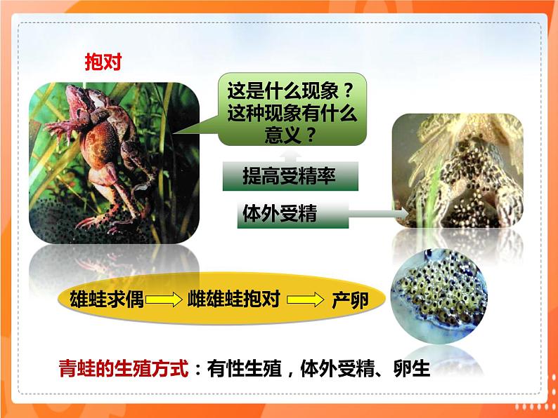 1.3两栖动物的生殖和发育-2021-2022学年八年级生物下册同步课件（人教版）第3页