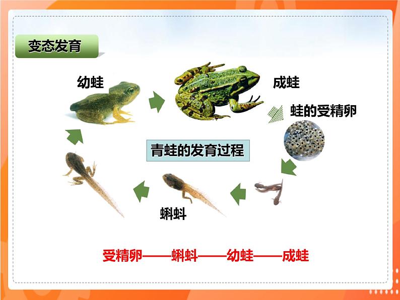 1.3两栖动物的生殖和发育-2021-2022学年八年级生物下册同步课件（人教版）第4页