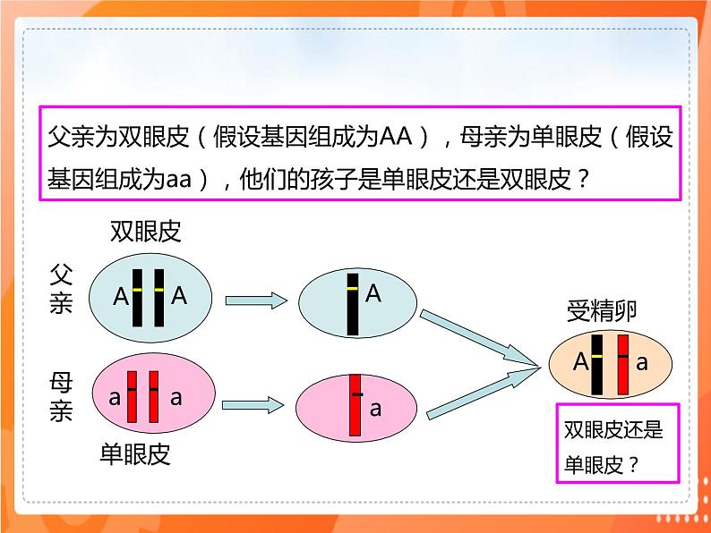 7.2.3基因的显性和隐性-2021-2022学年八年级生物下册同步课件（人教版）01