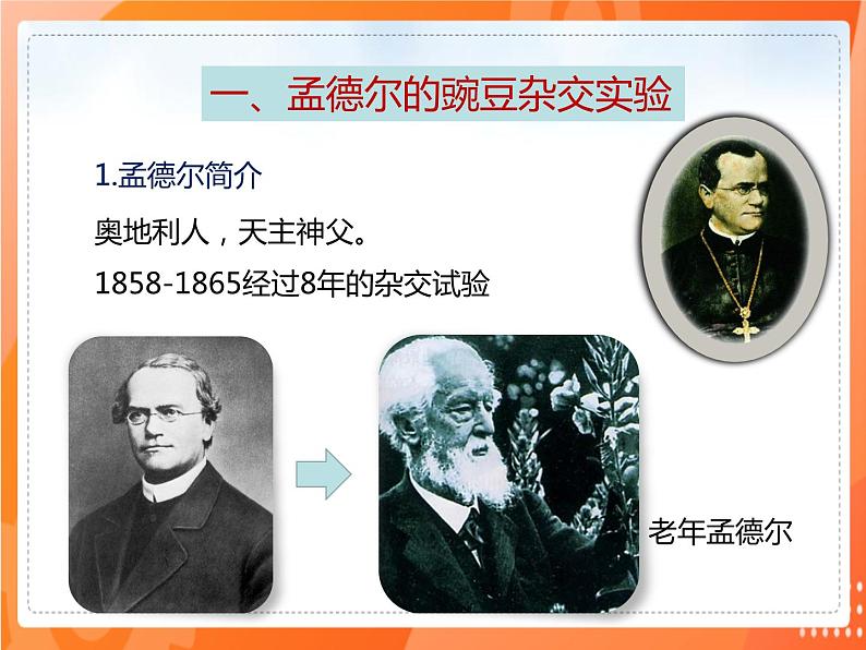 7.2.3基因的显性和隐性-2021-2022学年八年级生物下册同步课件（人教版）03