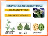 7.2.3基因的显性和隐性-2021-2022学年八年级生物下册同步课件（人教版）