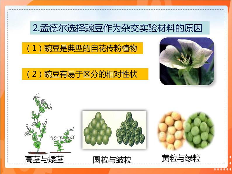 7.2.3基因的显性和隐性-2021-2022学年八年级生物下册同步课件（人教版）04