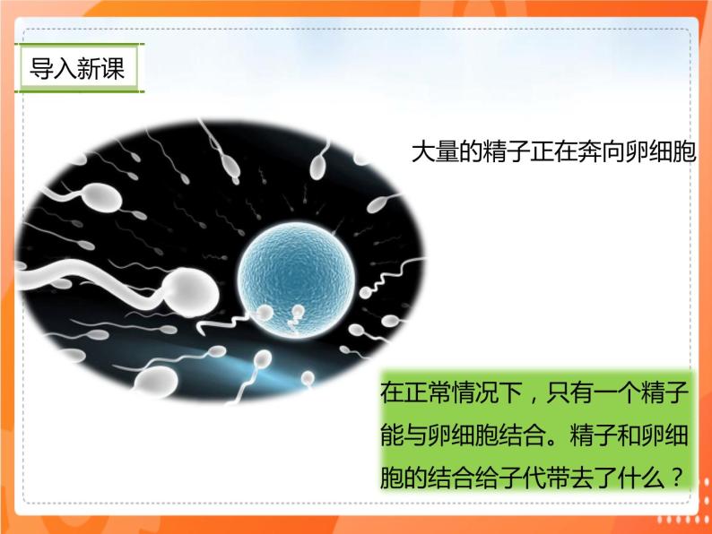 7.2.2基因在亲子代间的传递-2021-2022学年八年级生物下册同步课件（人教版）01