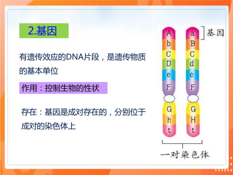 7.2.2基因在亲子代间的传递-2021-2022学年八年级生物下册同步课件（人教版）04